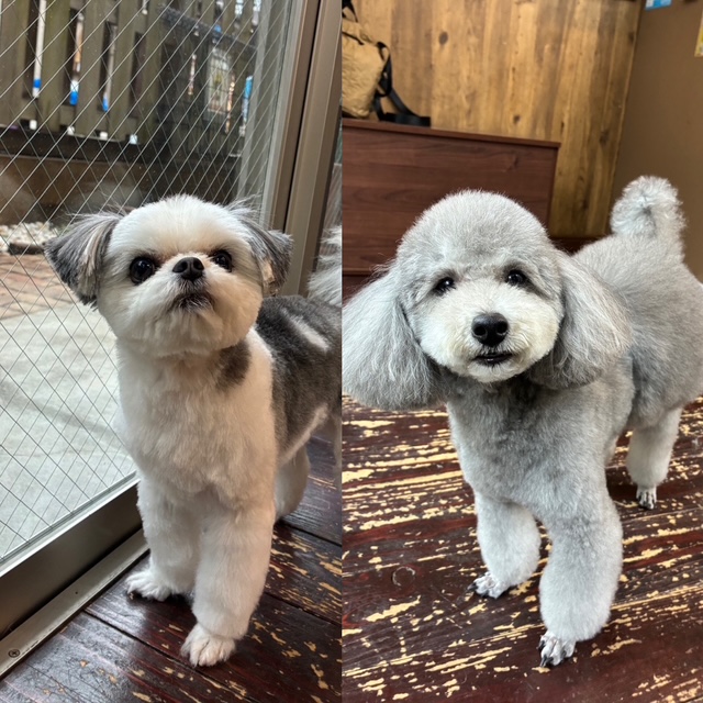 つくしちゃんと豆大福🐶🐶