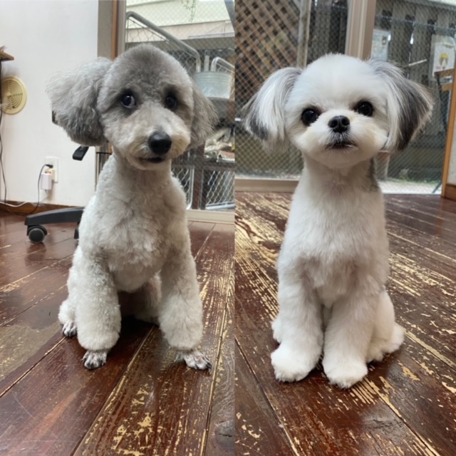 つくしちゃんと豆大福ちゃん?