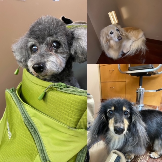 ニコちゃん?ココ＆アンコちゃん?