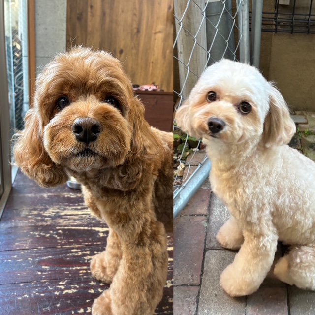 めいちゃんとタルトちゃん🐶🐶