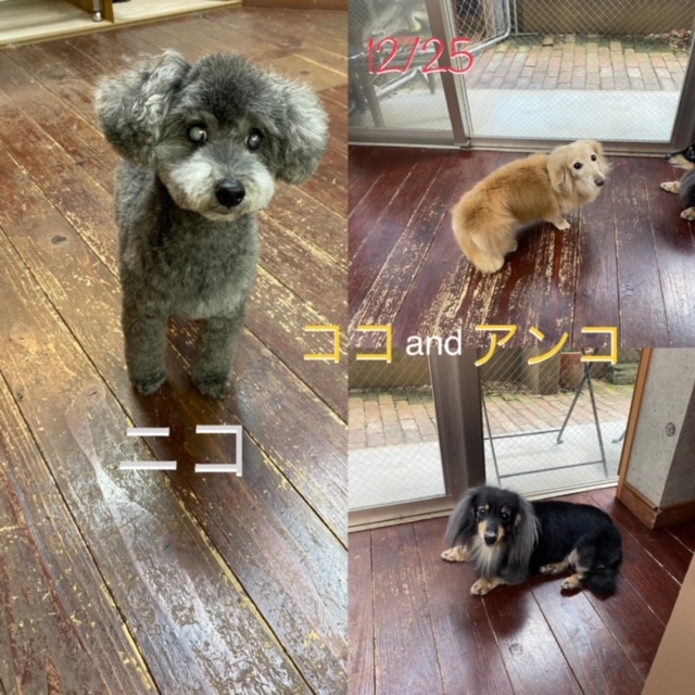 ニコちゃん?ココ＆アンコちゃん?