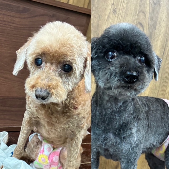 そらちゃん＆まめちゃん🐩🐩