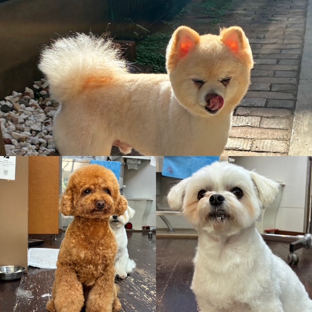 Fuuuちゃんとニコちゃんとペコちゃん🐶🐶🐶