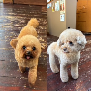 プリンちゃんバンビちゃん🐩🐩