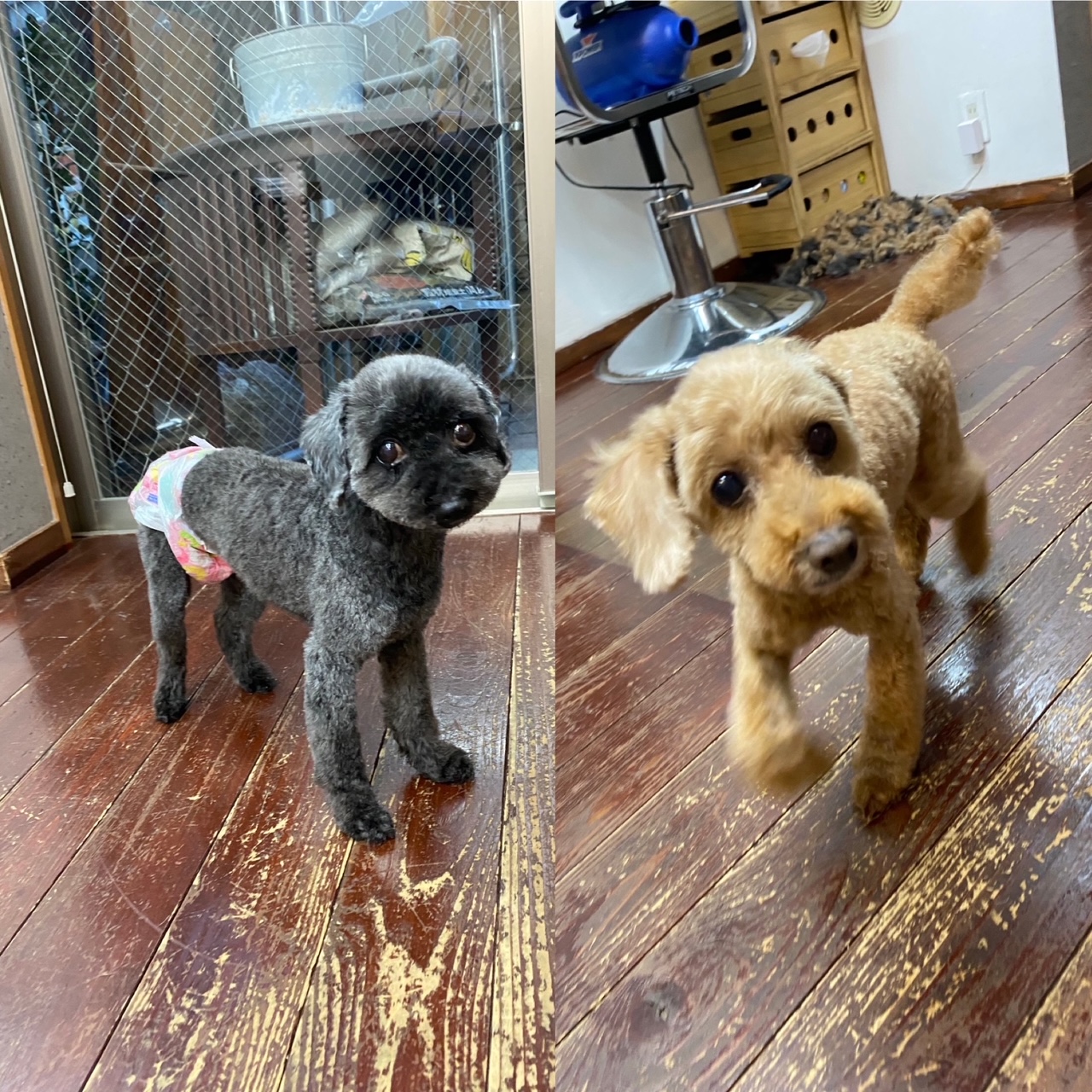 そらちゃん＆まめちゃん?