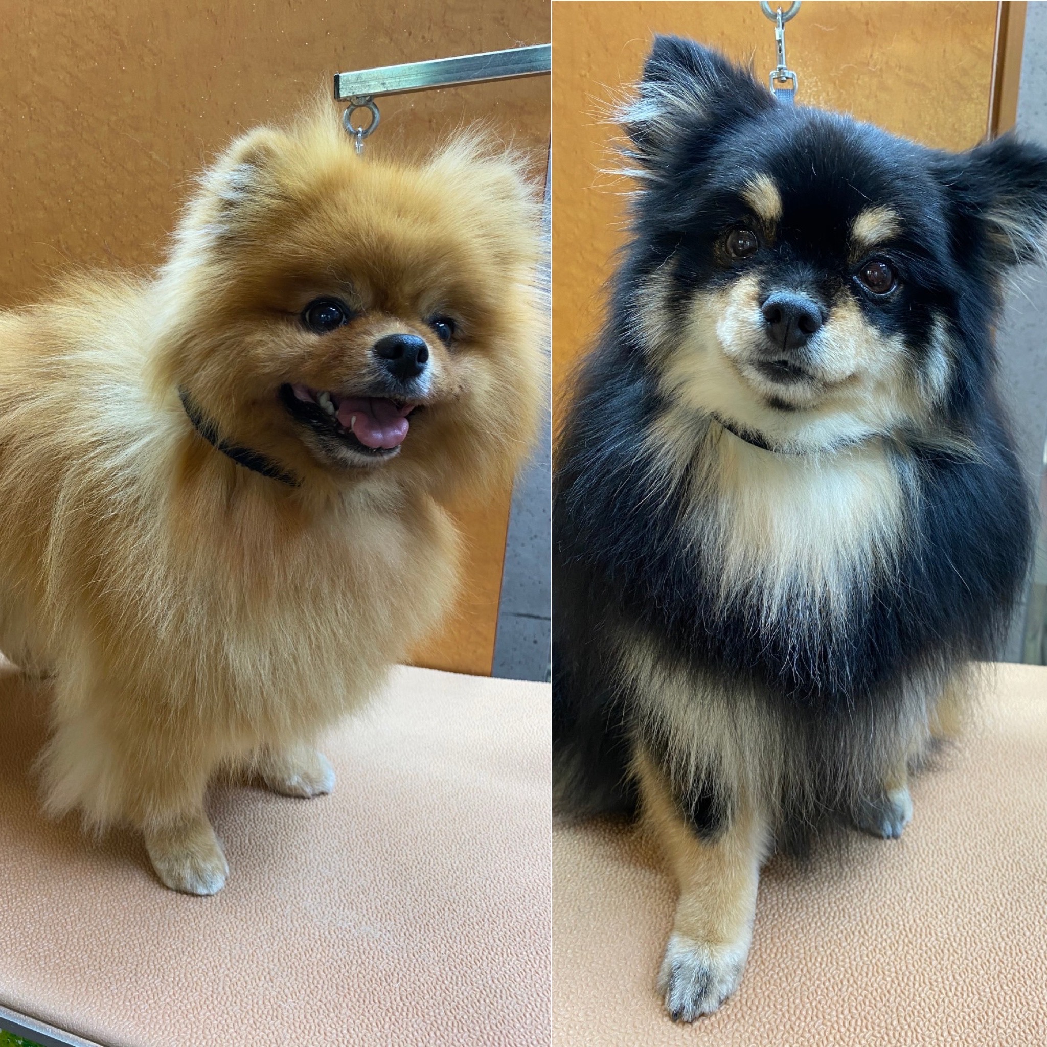 きなこ&あんちゃん?