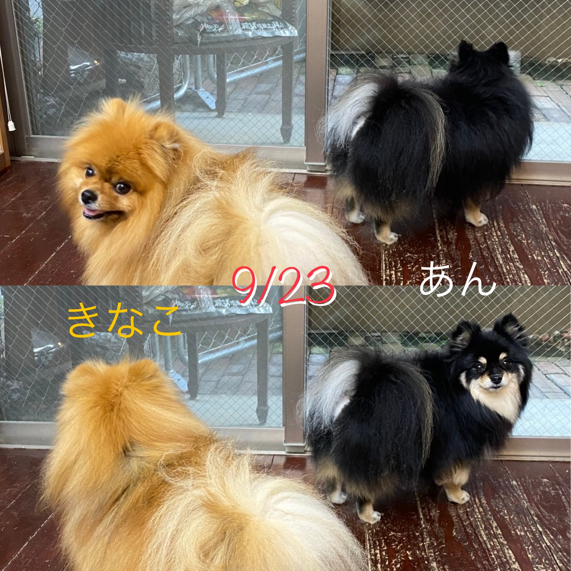 きなこ&あんちゃん?