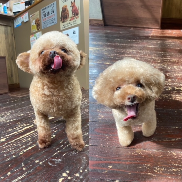 バンビちゃん🐩プリンちゃん🐩