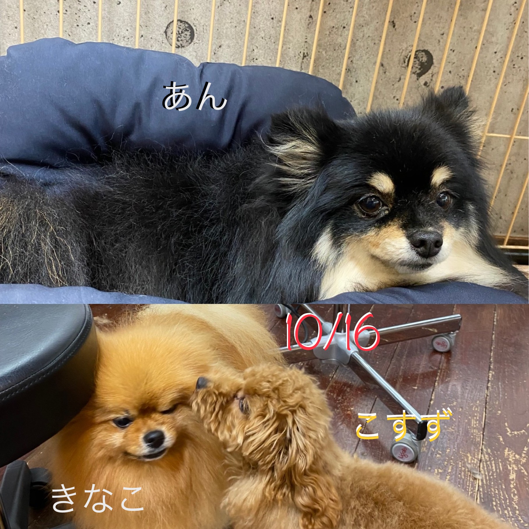 きなこ&あんちゃん?