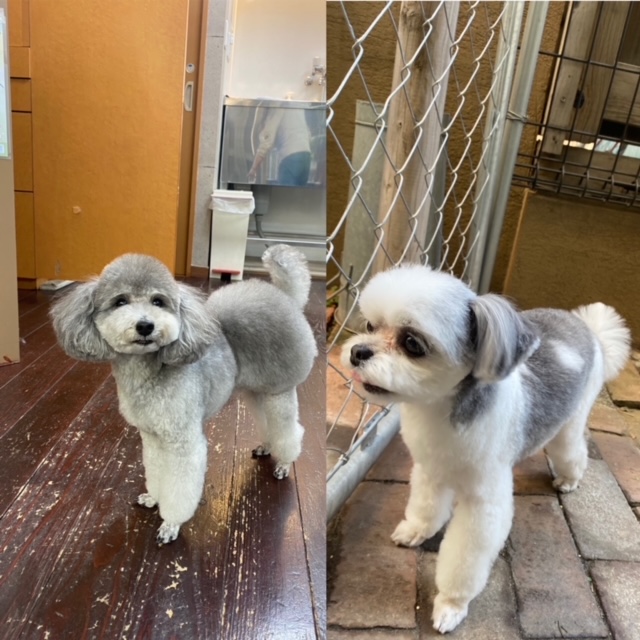 つくしちゃんと豆大福ちゃん🐶🐶