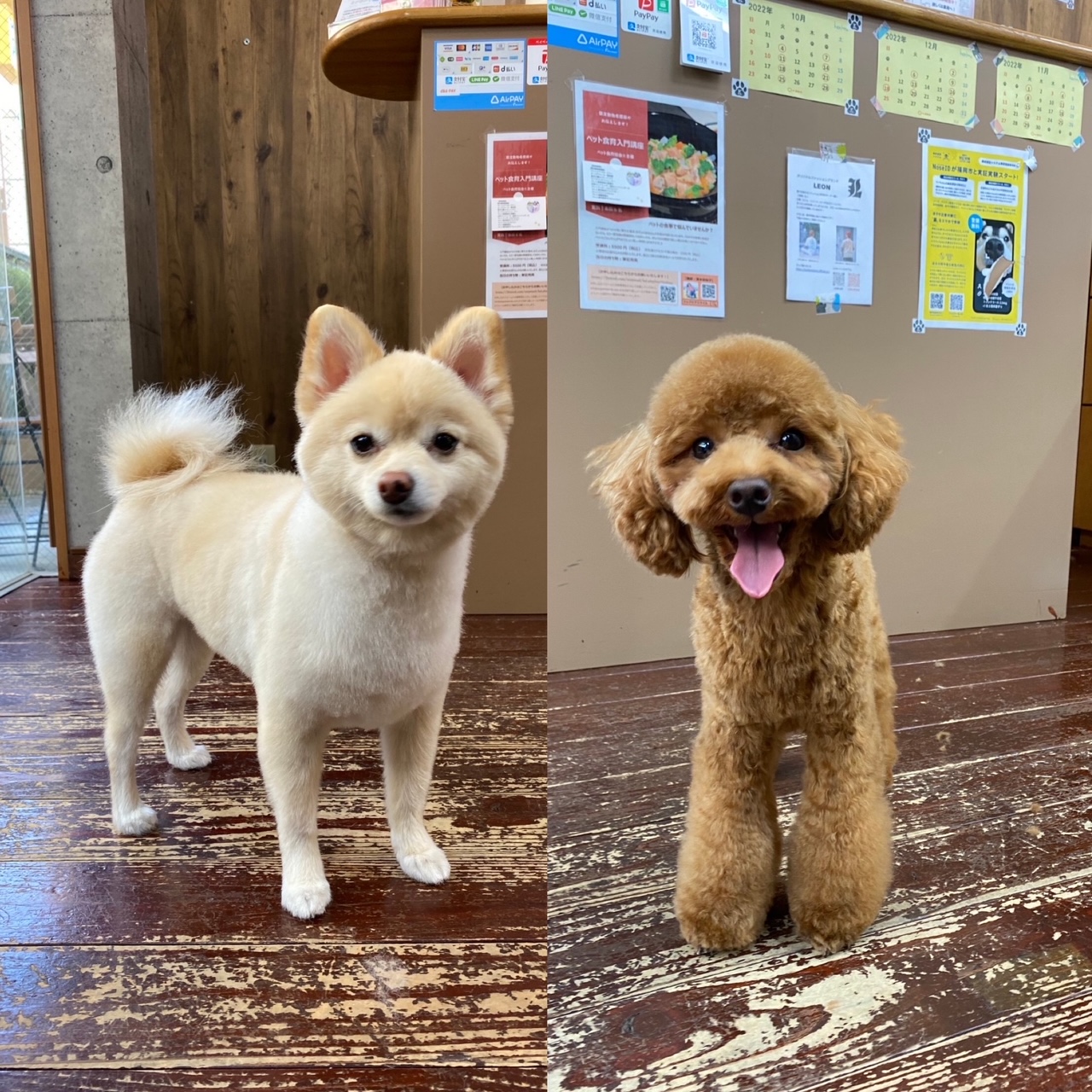 Fuuuちゃん?ニコちゃん?