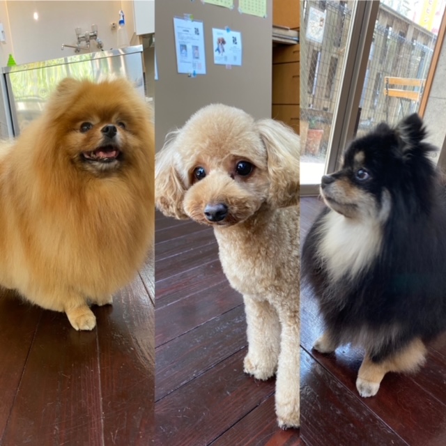 きなこちゃん?あんちゃん?こすずちゃん?