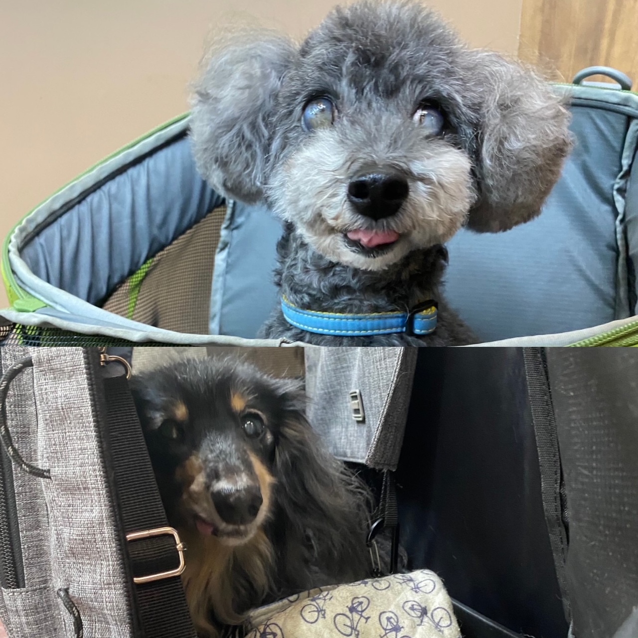 ニコちゃん?アンコちゃん?