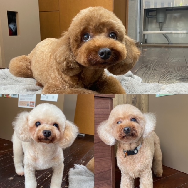 ニコちゃんとシエルちゃんとチャコちゃん🐩🐩🐩