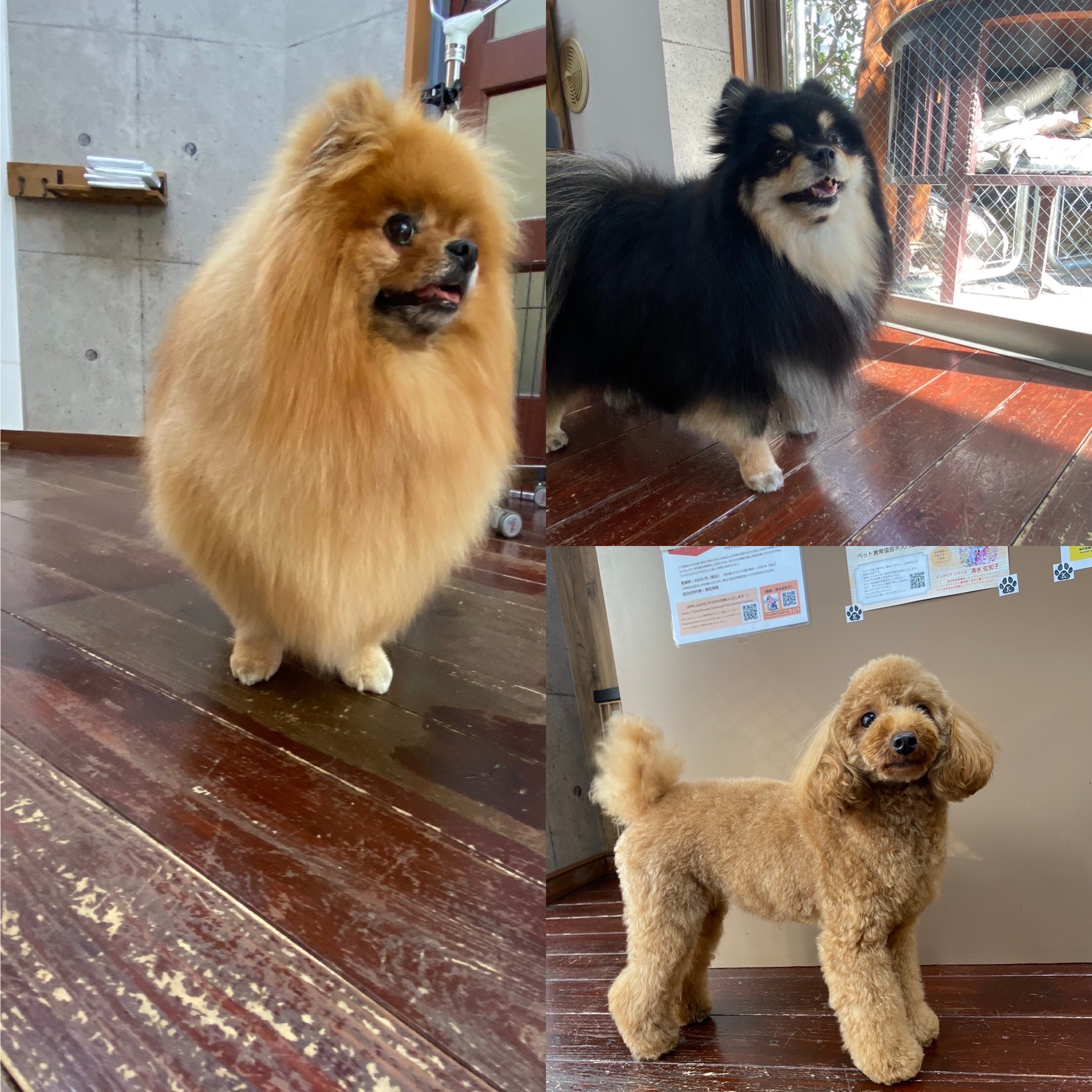 きなこちゃん?あんちゃん?こすずちゃんきなこ