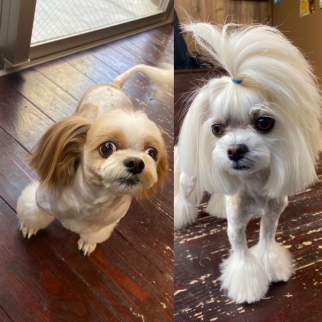 レオンちゃんとスカイちゃん🐶🐶