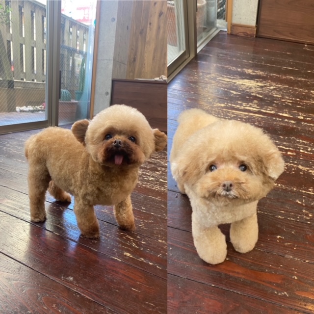 プリンちゃんバンビちゃん🐩🐩