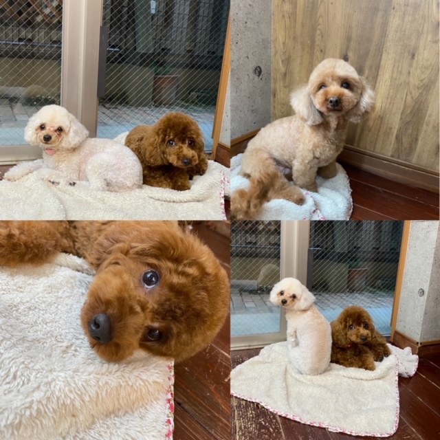 ニコ&シエル&チャコちゃん?