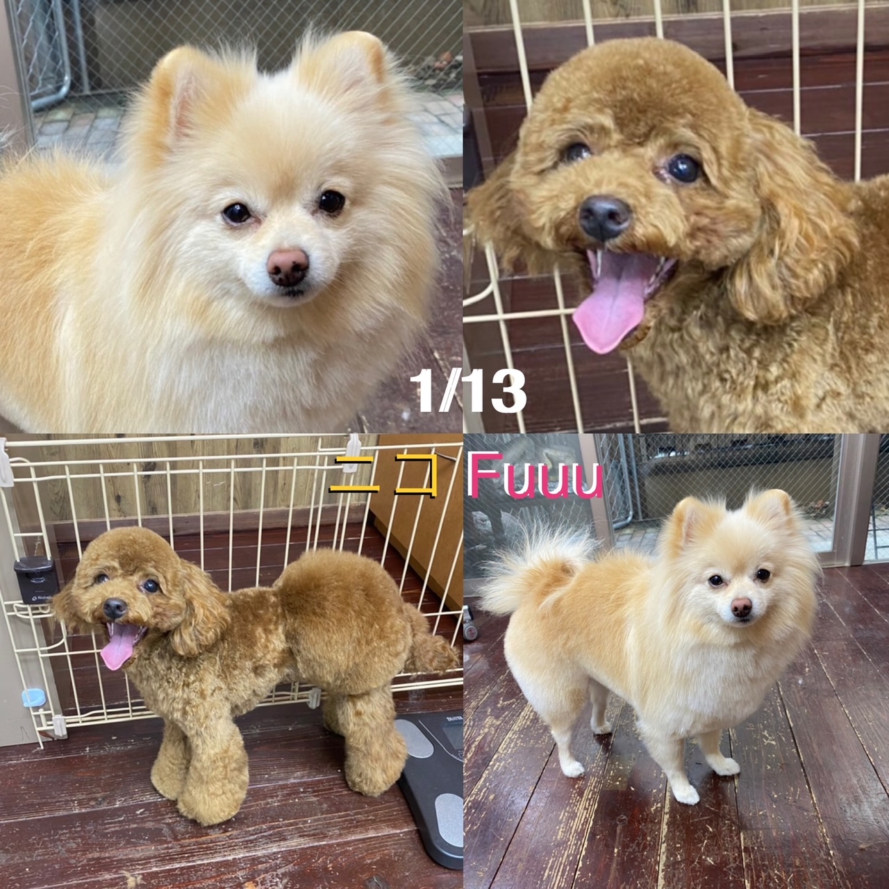 Fuuuちゃん?ニコちゃん?