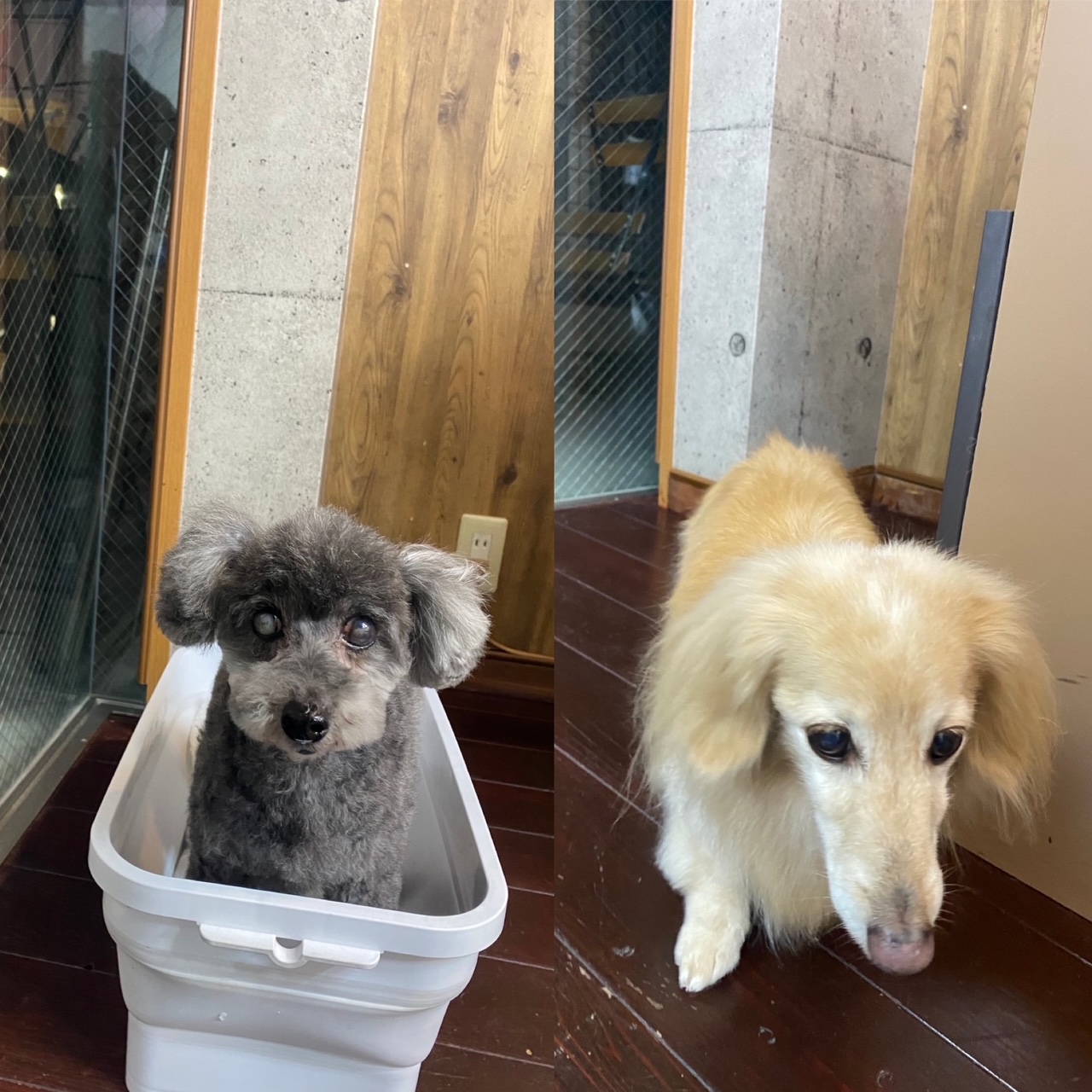 ニコちゃん?ココちゃん?