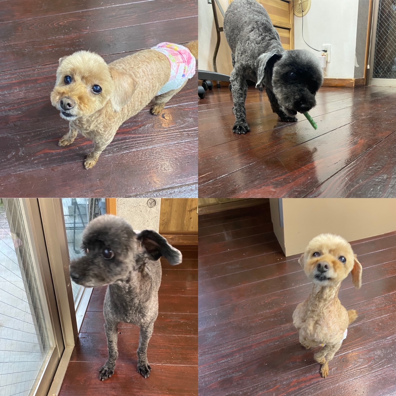 そらちゃん＆まめちゃん??