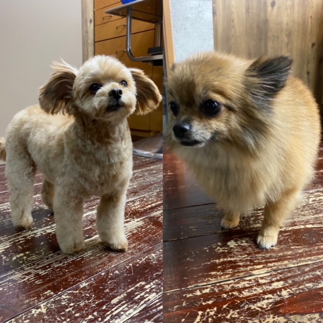 イルちゃんとアムちゃん(^▽^)/