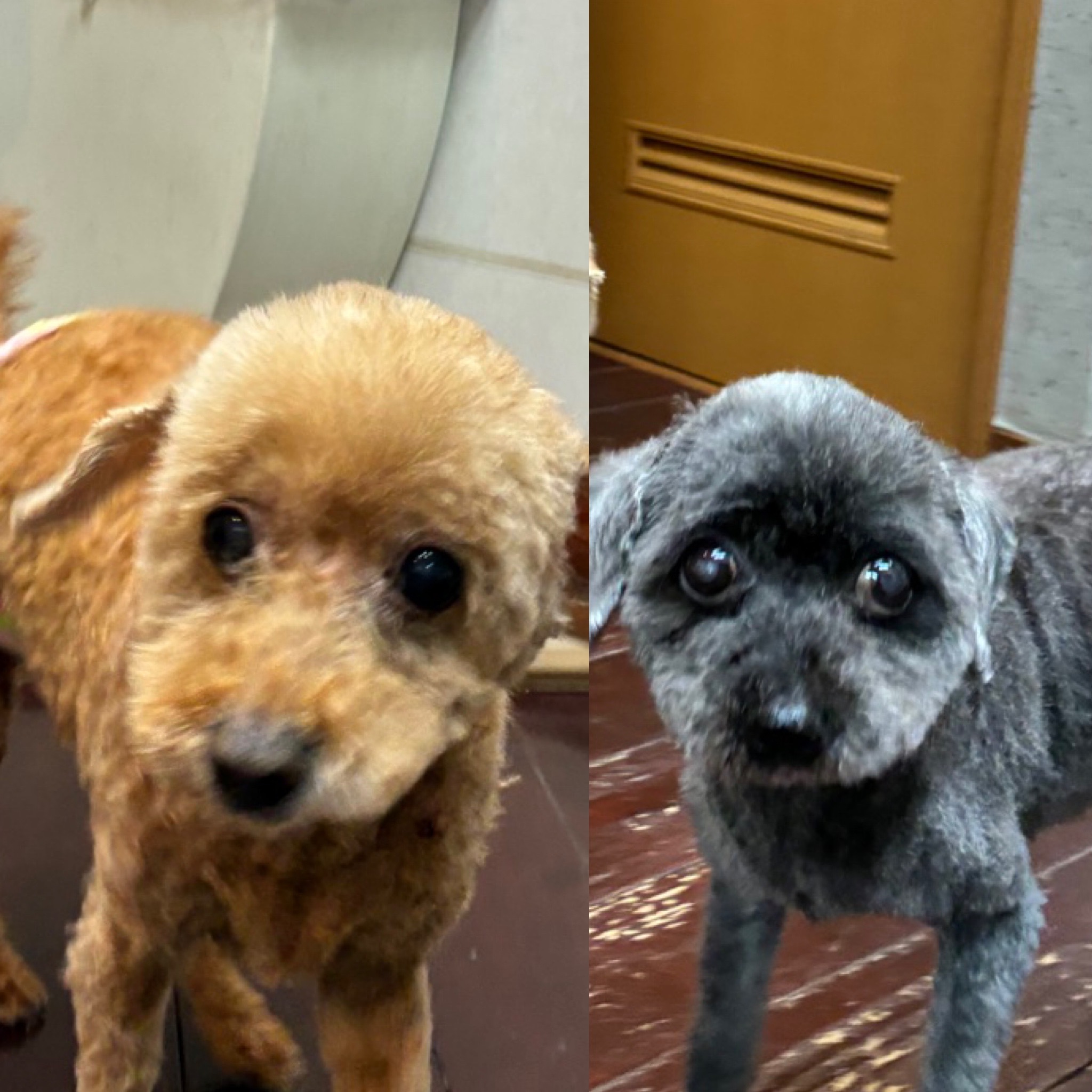 そらちゃん＆まめちゃん🐩🐩