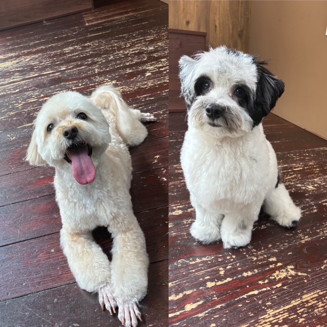 ポルちゃんとパッチちゃん🐶🐶