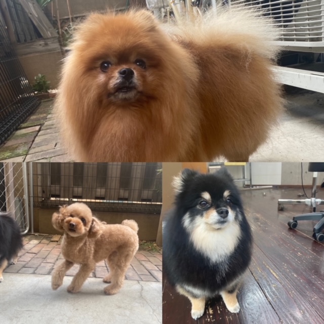 きなこ&あんちゃんとこすずちゃん🐶🐶🐶