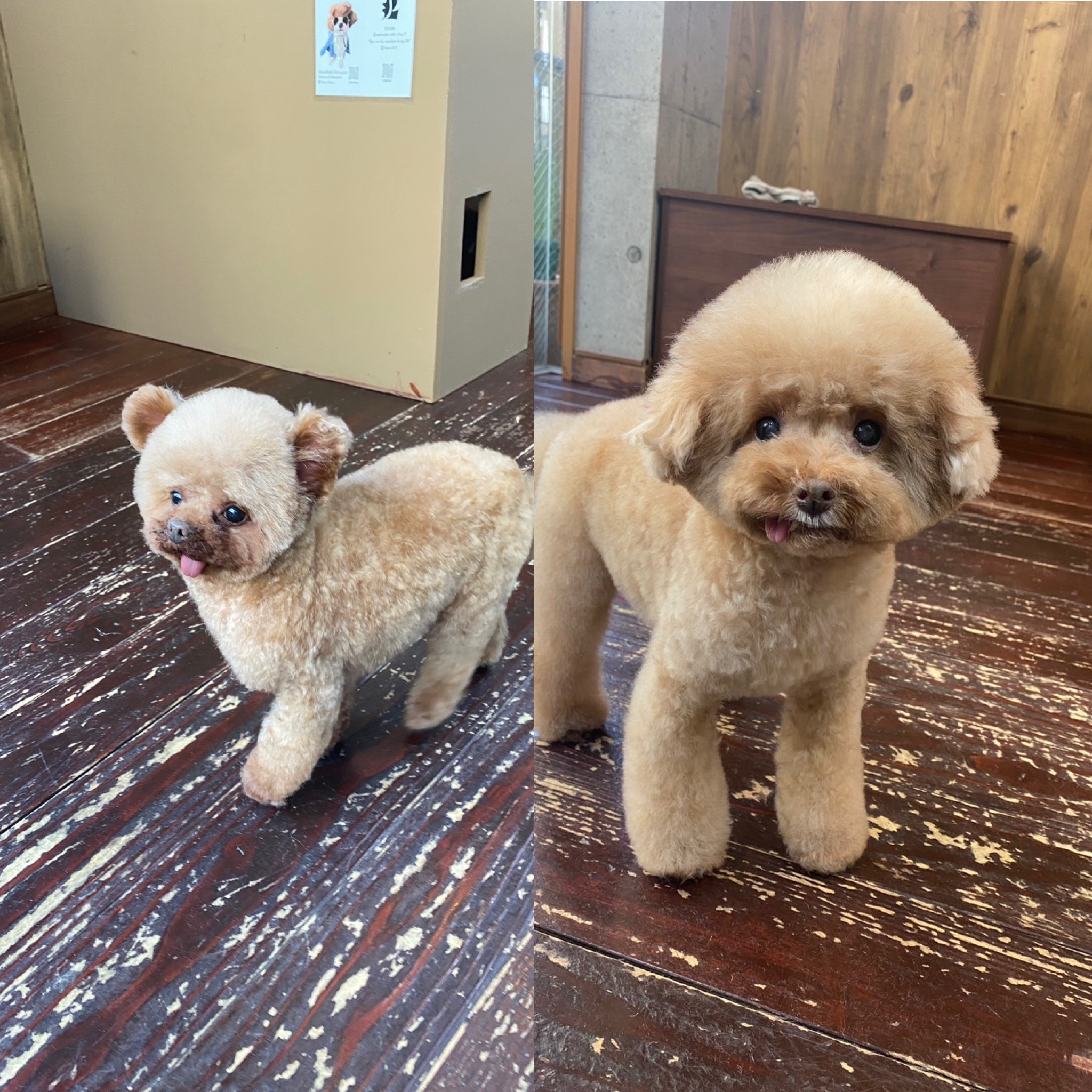 プリンちゃんバンビちゃん🐩🐩