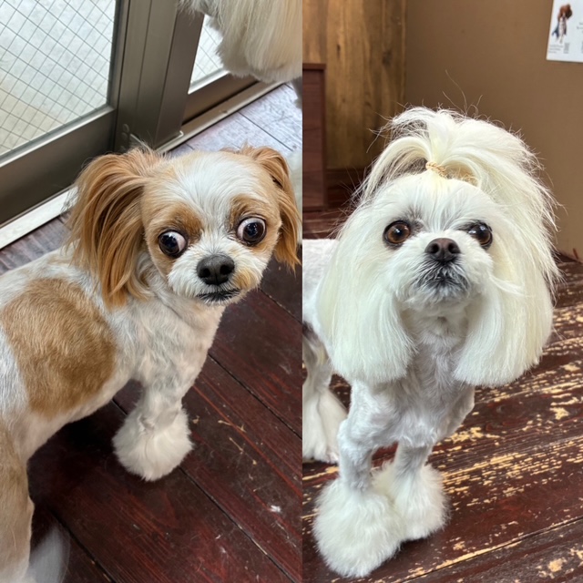 レオンちゃんとスカイちゃん🐶🐶
