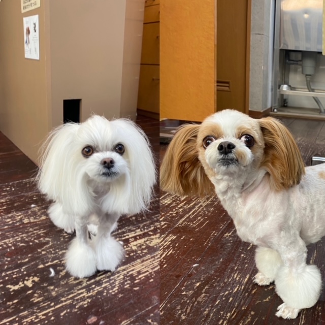 レオンちゃんとスカイちゃん🐶🐶