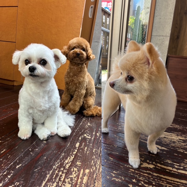 Fuuuちゃんとニコちゃんとペコちゃん🐶🐶🐶