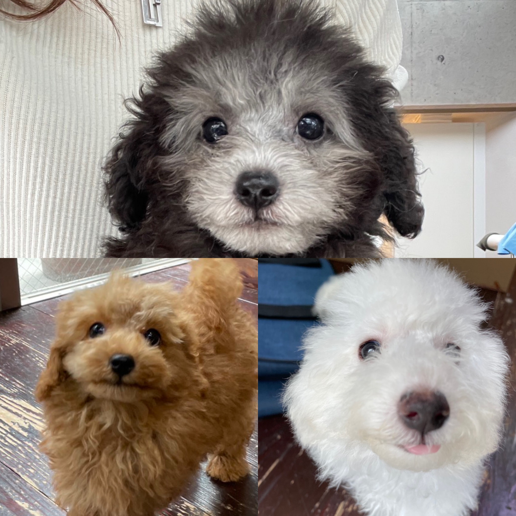 ニーナちゃんとデニーちゃんとネオちゃん🐩🐩🐩