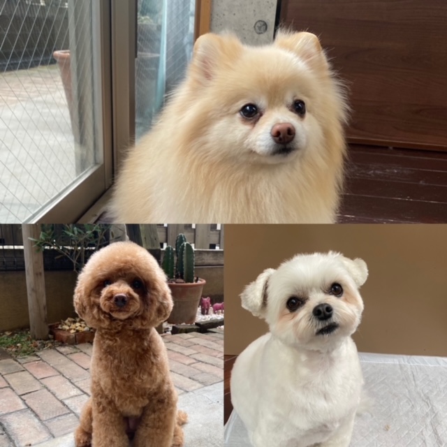 Fuuuちゃんとニコちゃんとペコちゃん🐶🐶🐶