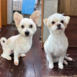 サンちゃんとハクちゃん🐶🐶