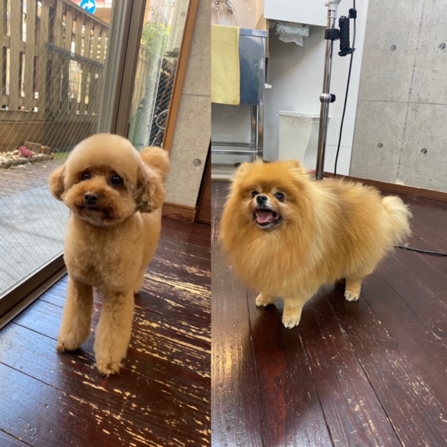 きなこ&あんちゃんとこすずちゃん🐶🐶🐶