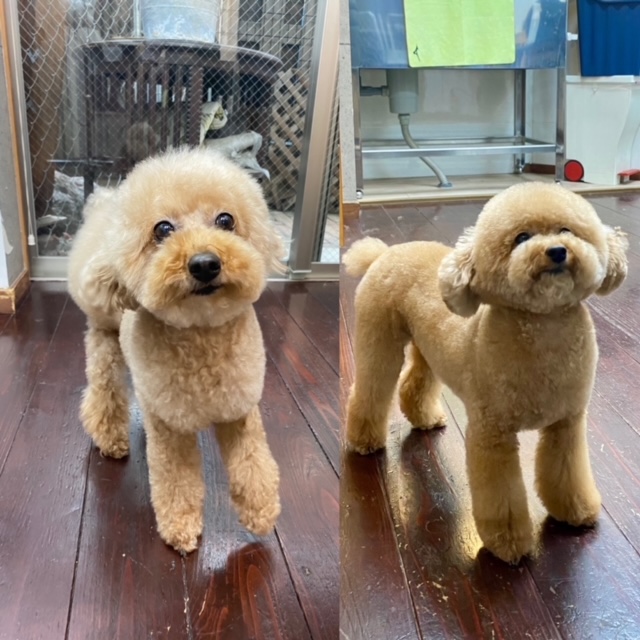 グリコ・マルコちゃん(双子ちゃん)🐩🐩