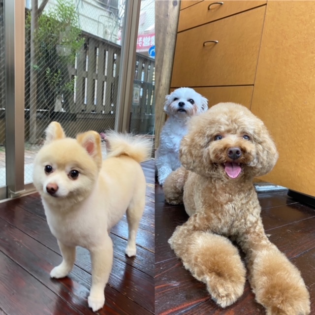 Fuuuちゃんニコちゃんペコちゃん🐶🐶🐶