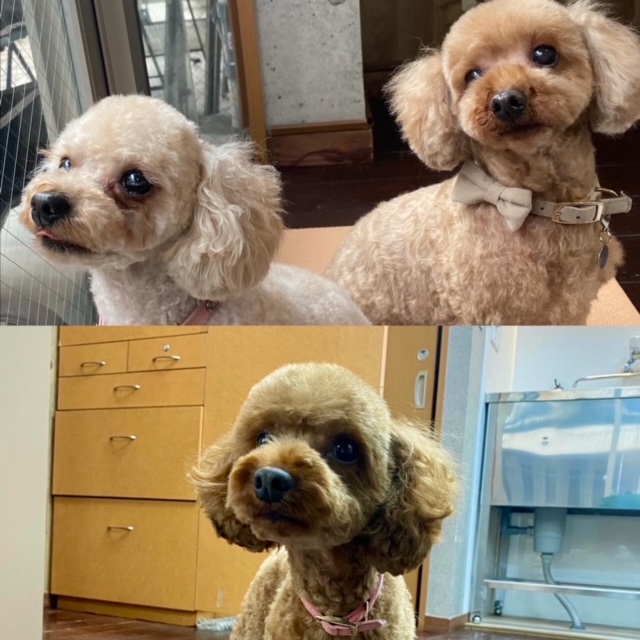 ニコ＆シエル＆チャコちゃんが🐩🐩🐩