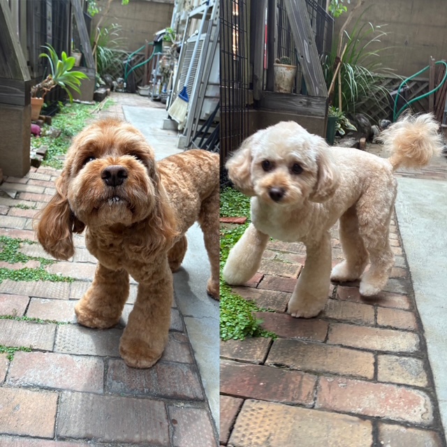 めいちゃんと タルトちゃん🐶🐶