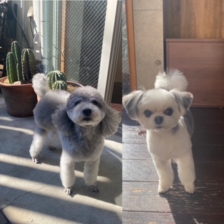 つくしちゃんと豆大福ちゃん🐶🐶