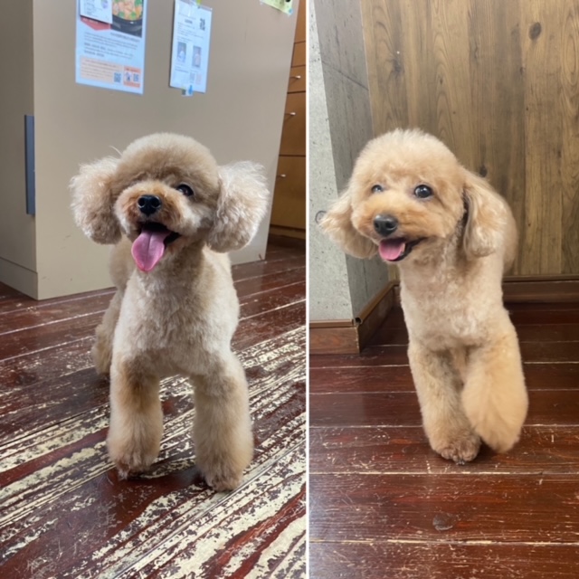 グリコ・マルコちゃん(双子ちゃん)??