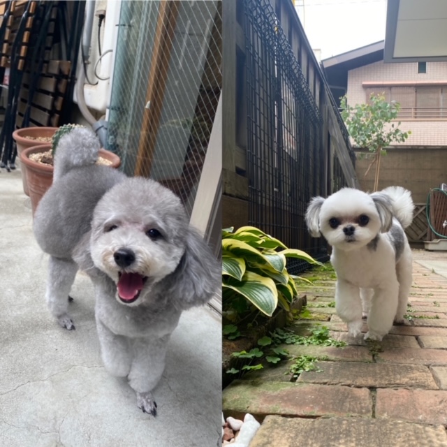 つくしちゃんと豆大福ちゃん🐩🐶