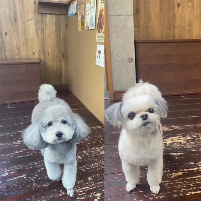 つくしちゃんと豆大福ちゃん🐶🐩