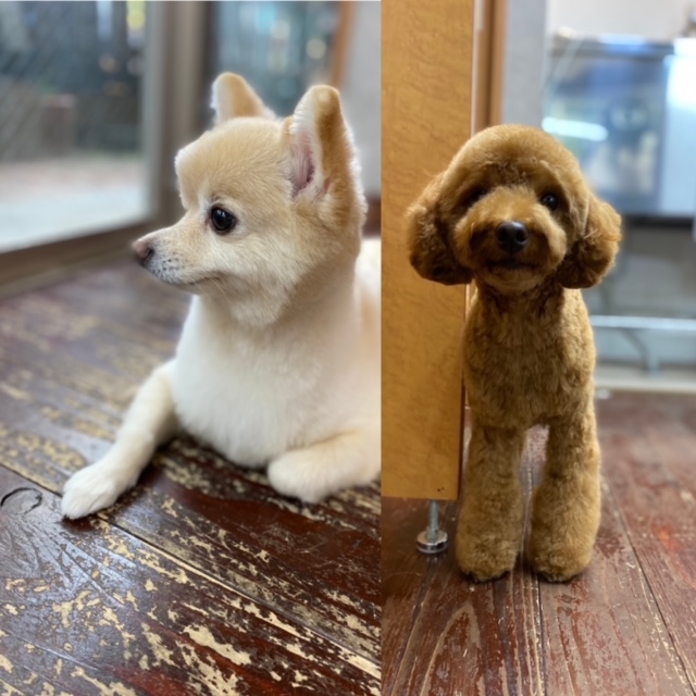 Fuuuちゃんとニコちゃん??