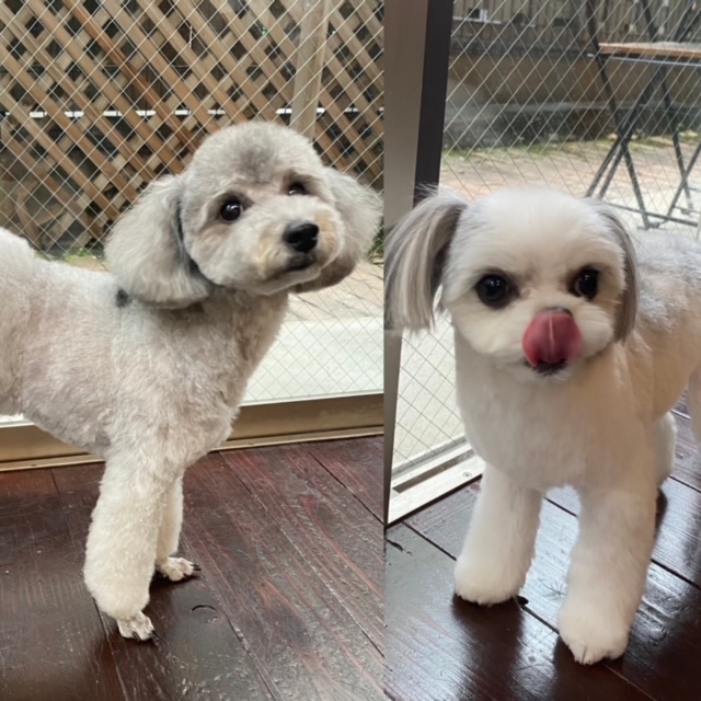 つくしちゃんと豆大福ちゃん?