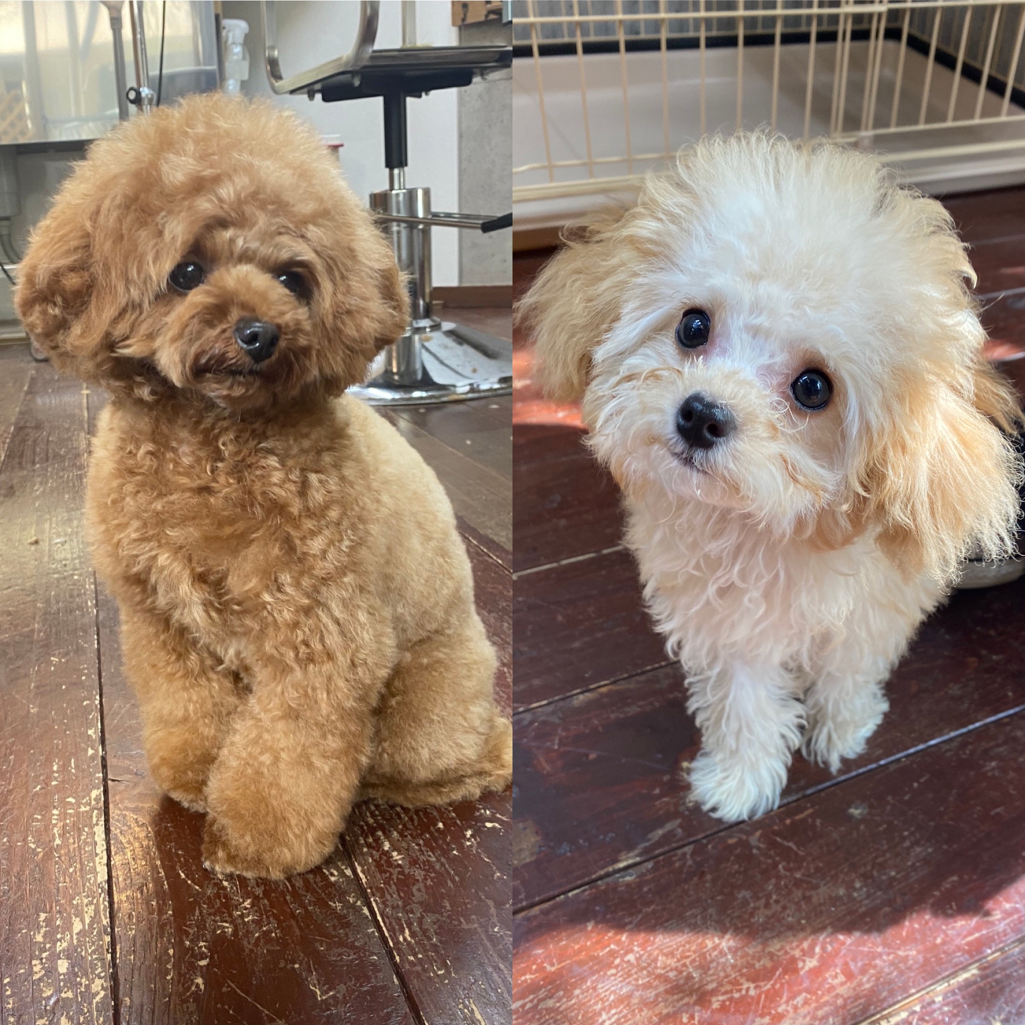 ルナちゃん?ちょこっとラテルちゃん?