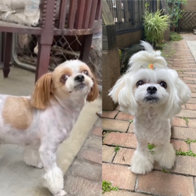 レオンちゃんとスカイちゃん🐶🐶