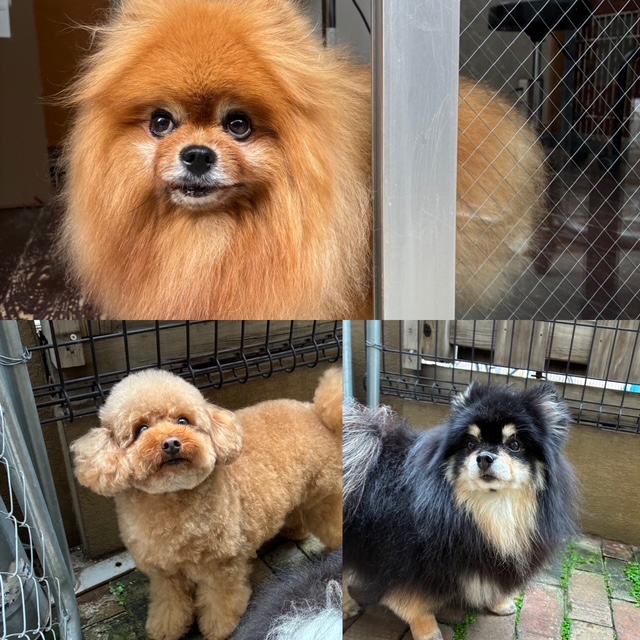 きなこちゃんとあんちゃんとこすずちゃん🐶🐶🐶
